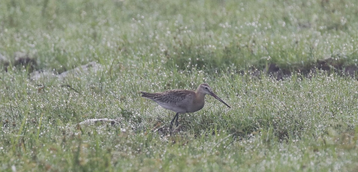 Black-tailed Godwit - ML487992591