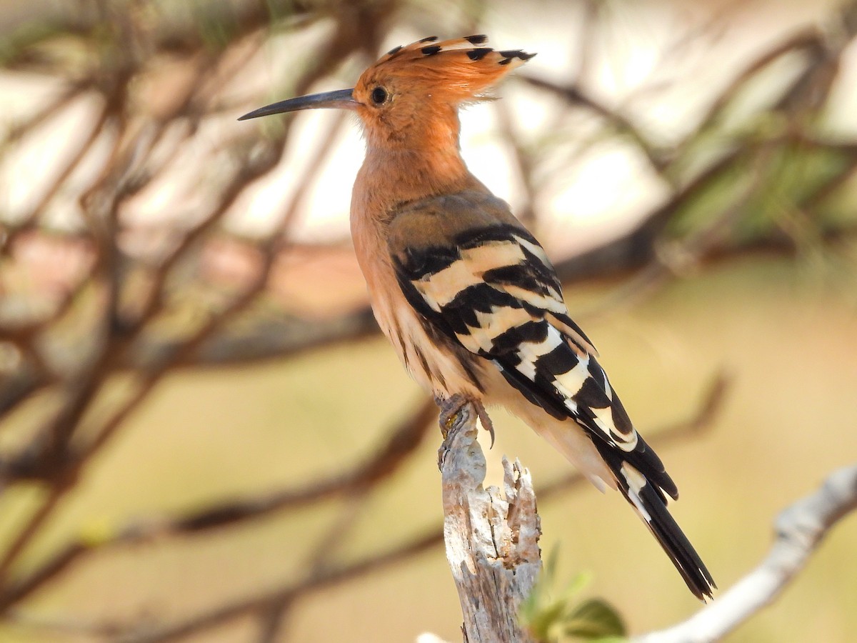 Eurasian Hoopoe - Maria João Marques Gomes