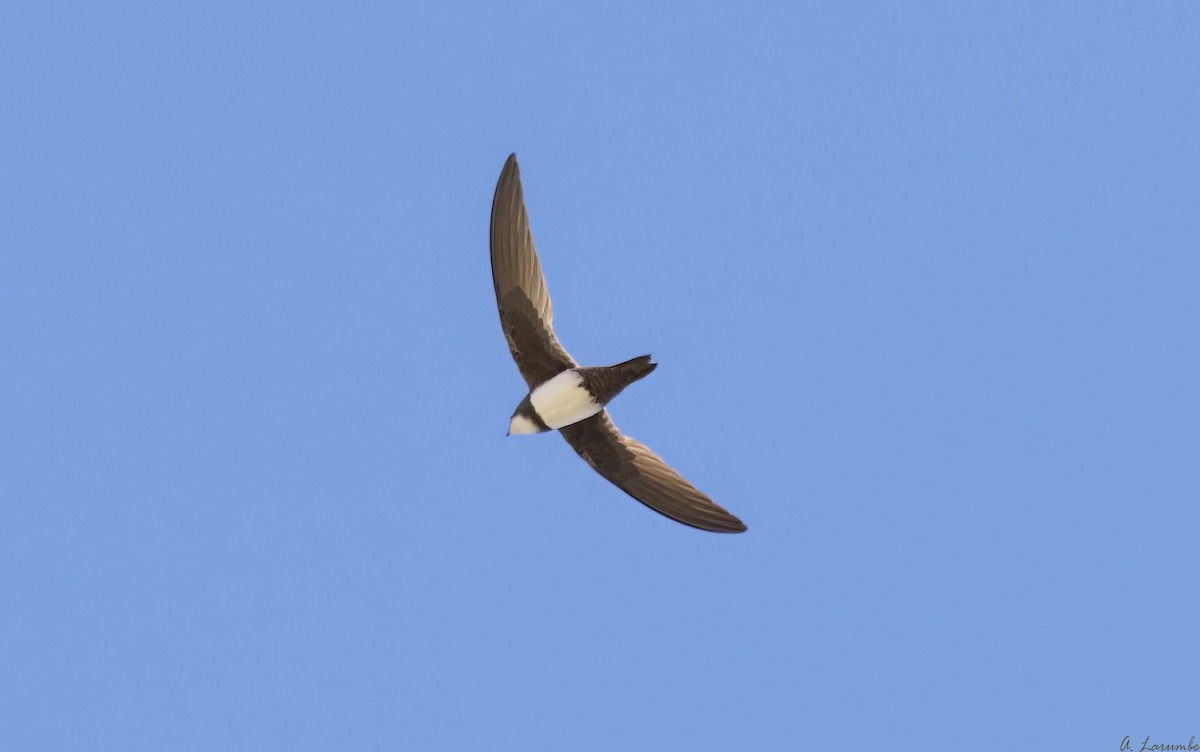 Alpine Swift - ML487996581