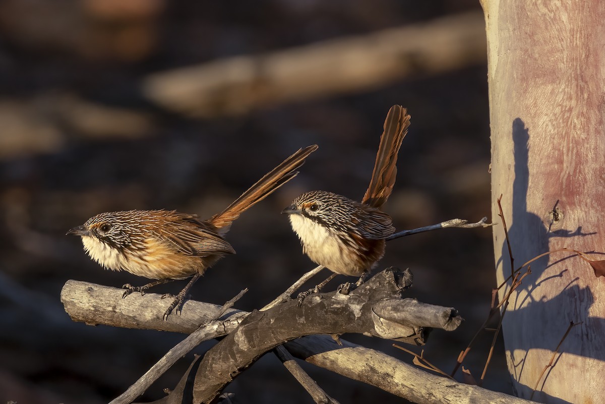 Carpentarian Grasswren - Hans Wohlmuth