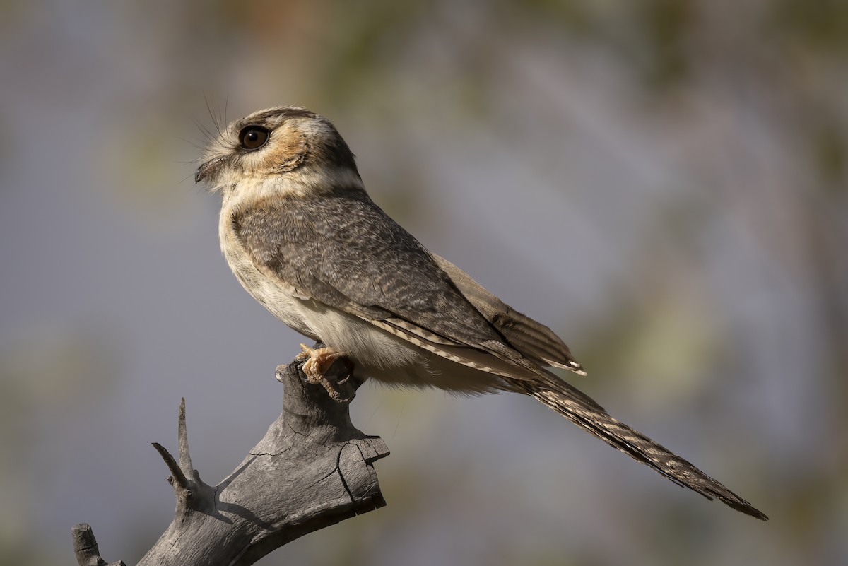 Australian Owlet-nightjar - Hans Wohlmuth