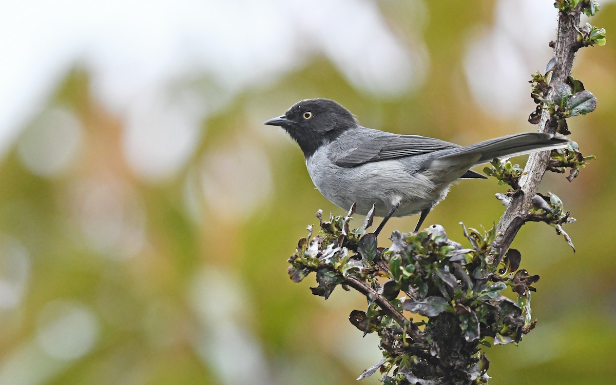 Black-headed Hemispingus - Christoph Moning