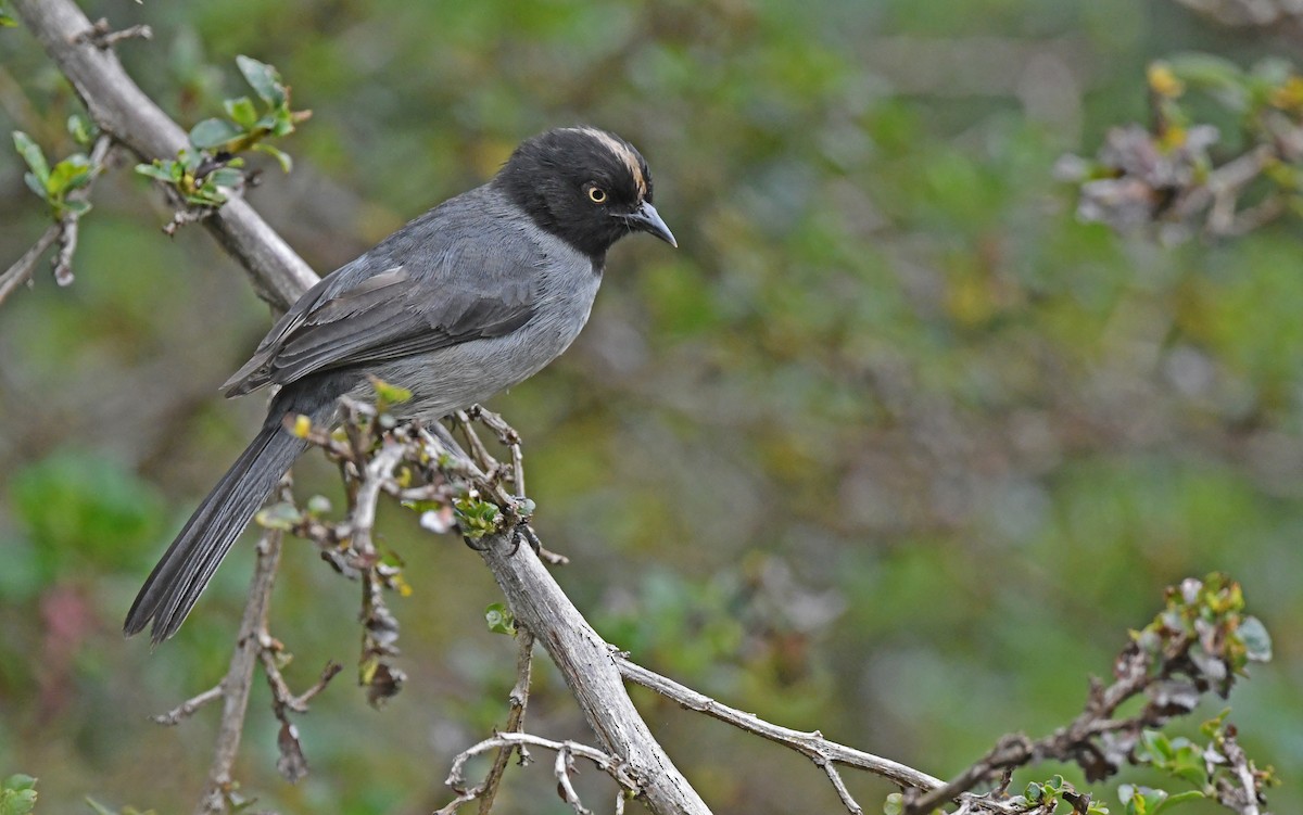 Black-headed Hemispingus - Christoph Moning