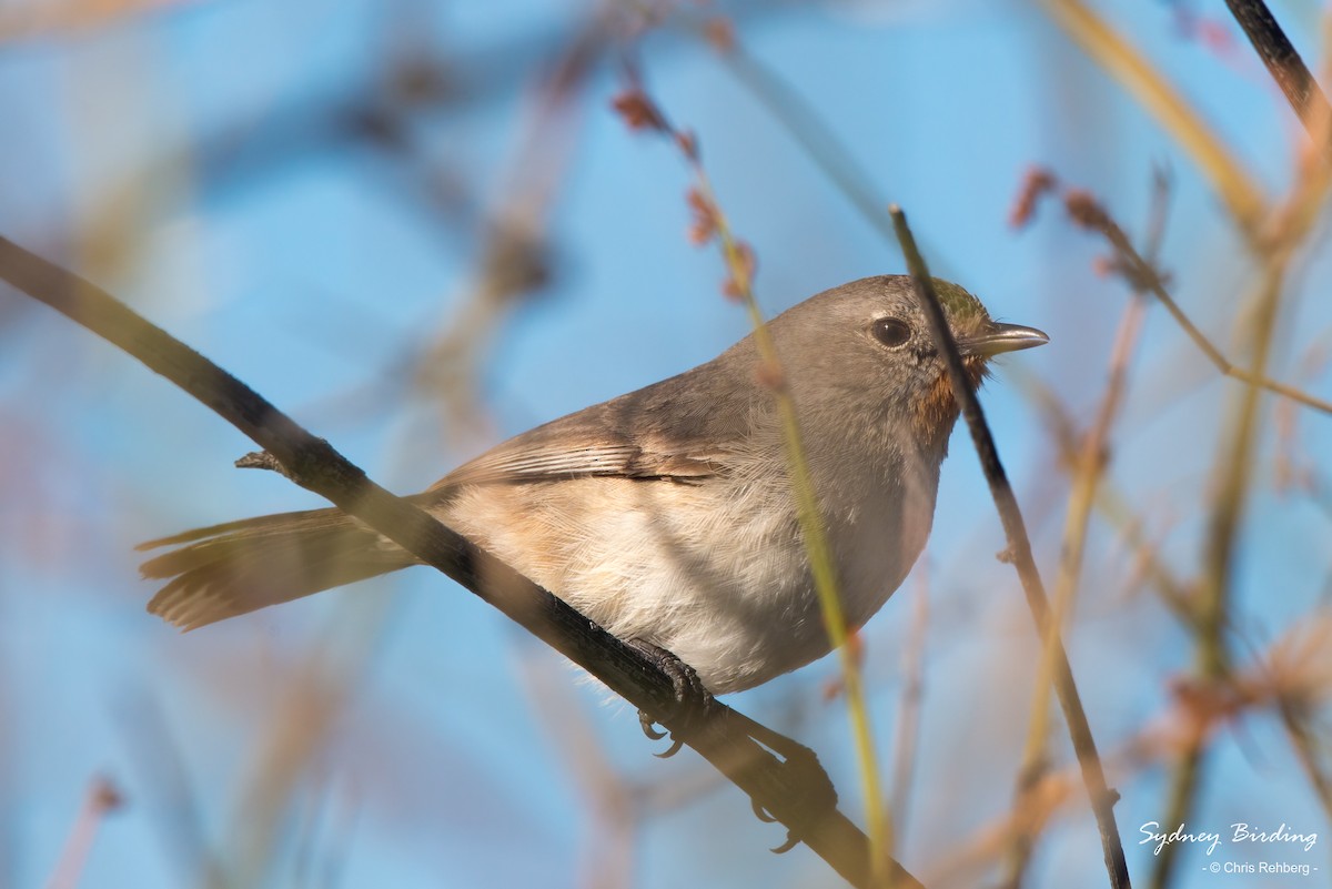 Redthroat - ML487998321