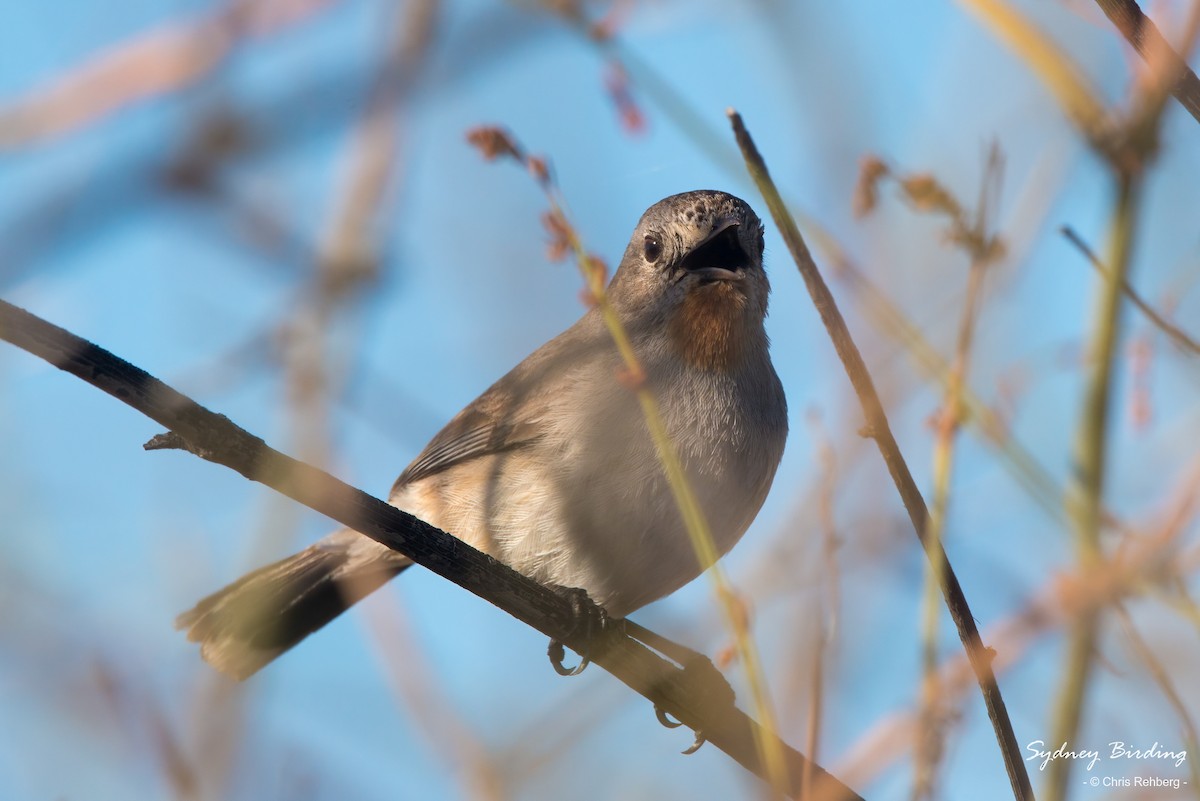 Redthroat - ML487998331