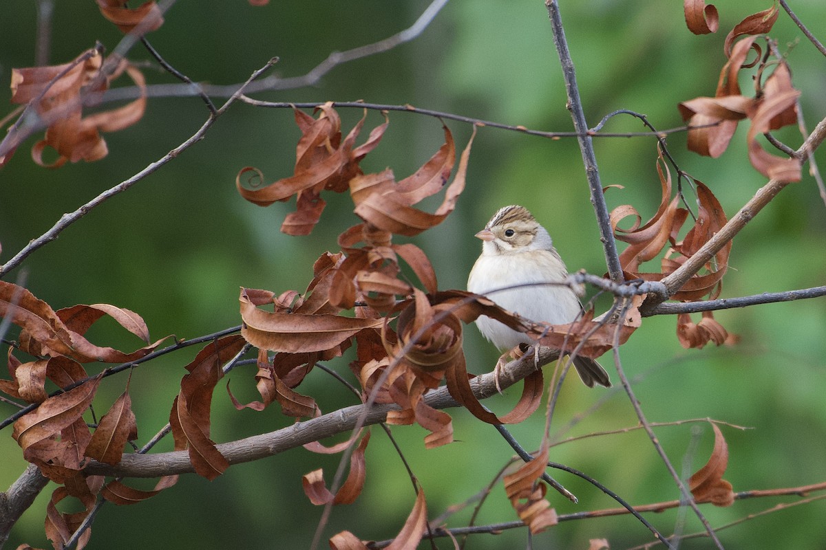 Clay-colored Sparrow - David Mathieu