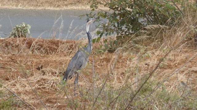 Black-headed Heron - ML487999171