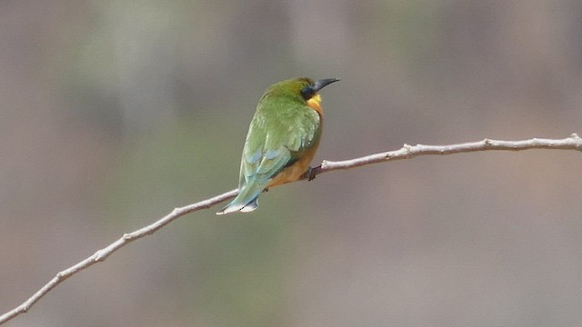 Little Bee-eater - ML487999181