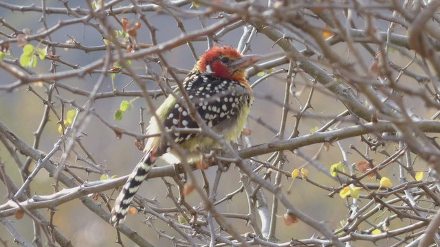 Flammenkopf-Bartvogel - ML487999201