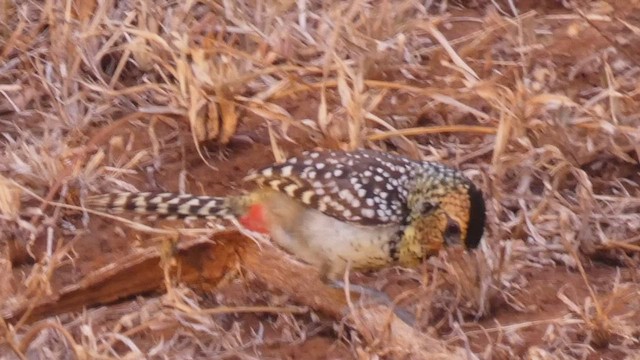 D'Arnaud's Barbet - ML487999301