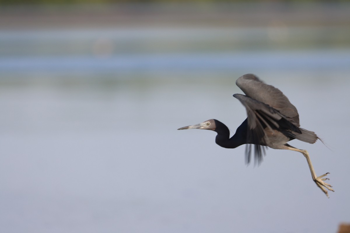 Little Blue Heron - ML487999381