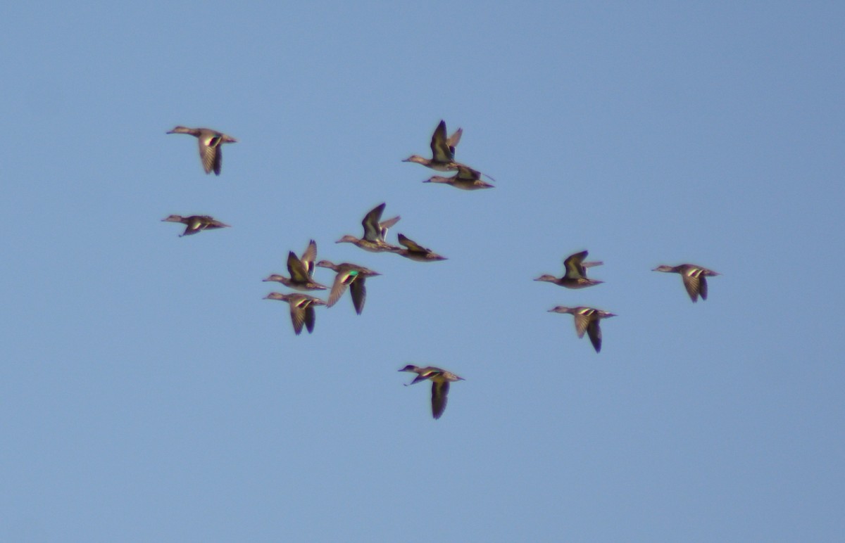 Green-winged Teal - ML487999531