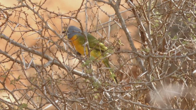 Sulphur-breasted Bushshrike - ML487999831