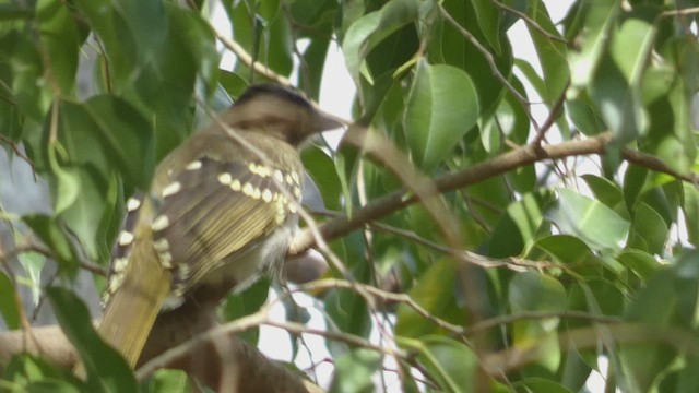 Braunkopf-Tropfenvogel - ML487999921