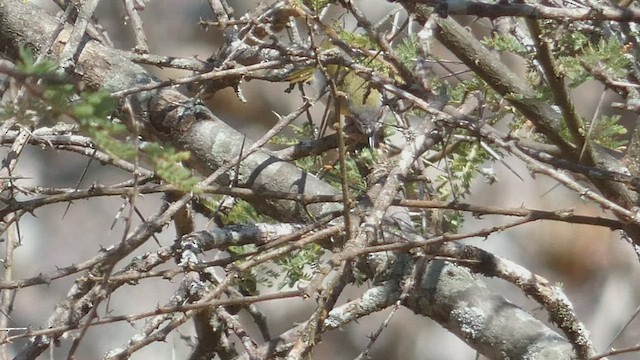 Yellow-breasted Apalis - ML488000241