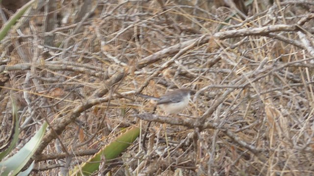 Red-fronted Prinia - ML488000351