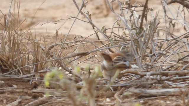 Red-backed Scrub-Robin - ML488000901