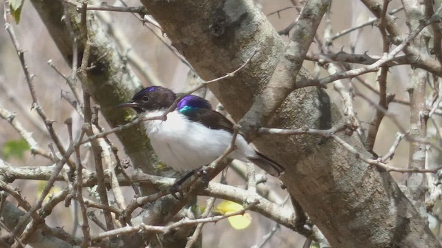 Eastern Violet-backed Sunbird - ML488001071