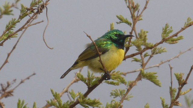 Collared Sunbird - ML488001161