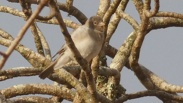 Moineau à point jaune - ML488001851