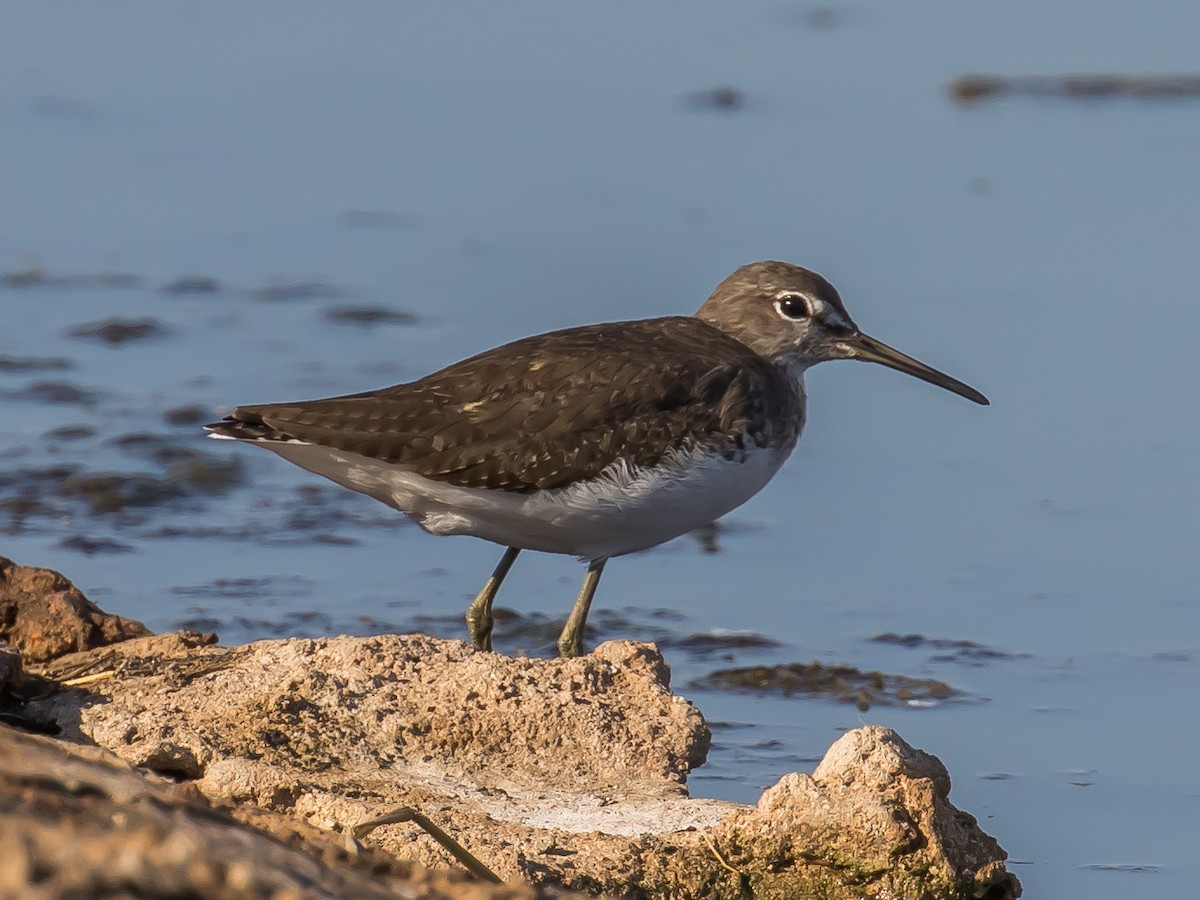 Green Sandpiper - Milan Martic