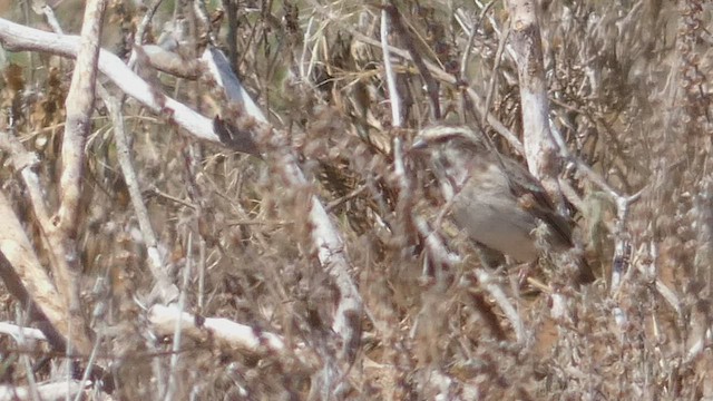 Serin de Reichenow - ML488001961