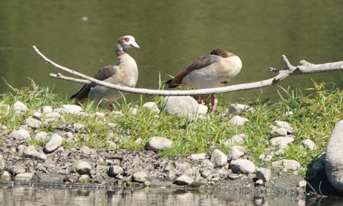 Egyptian Goose - ML488003481