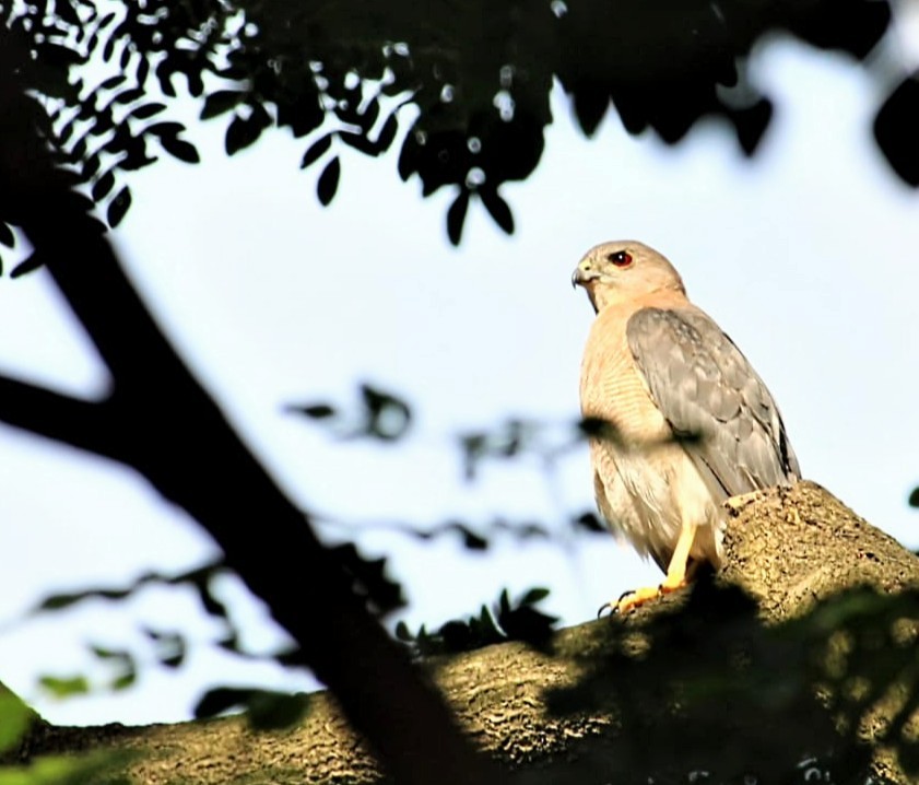 Shikra - birdsong. shantiniketan