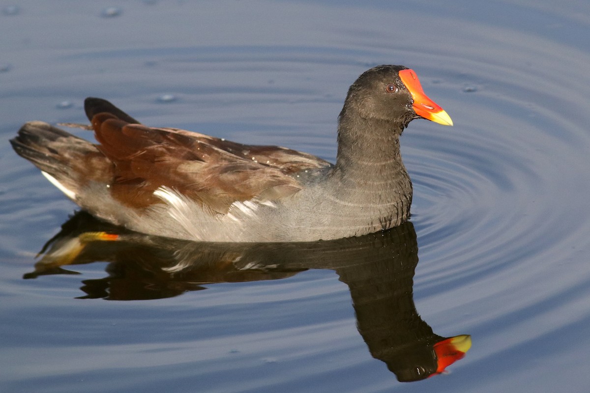 Common Gallinule - Ronald Newhouse