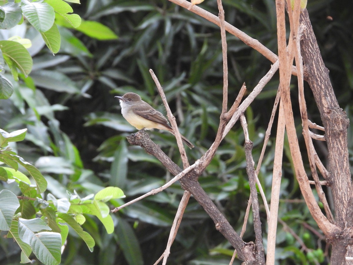 Myiarchus sp. - Guilherme Lessa Ferreira