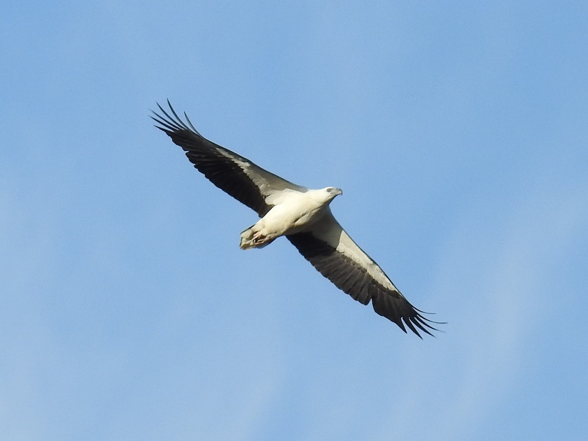 White-bellied Sea-Eagle - ML488006971