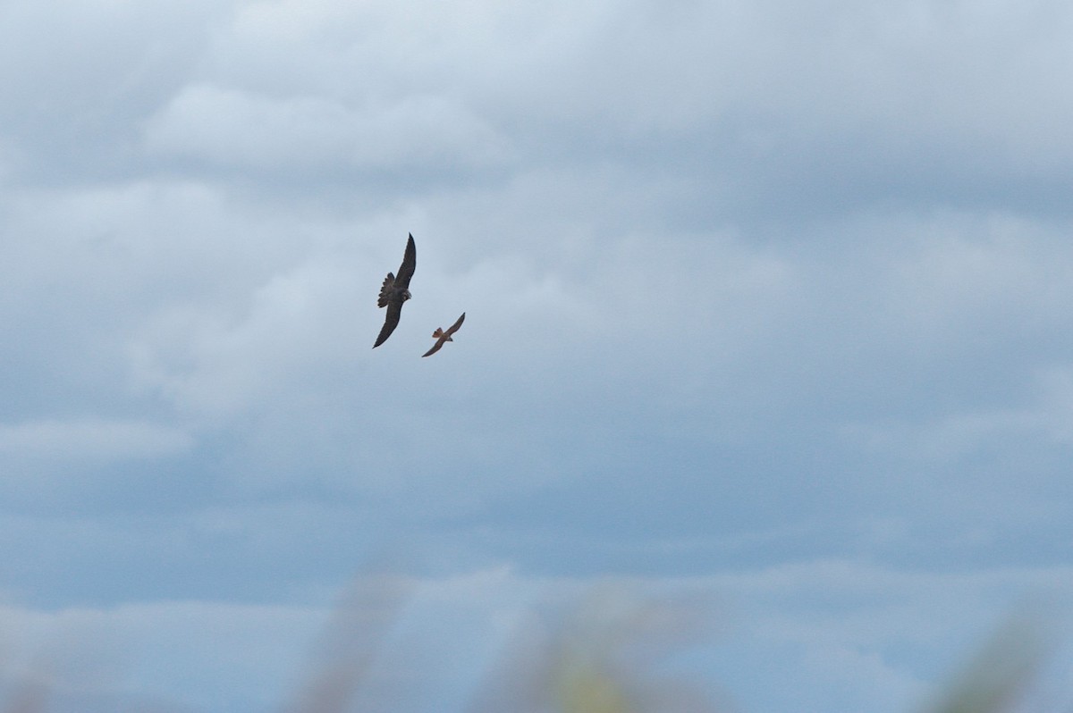 Peregrine Falcon - Brandon Holden