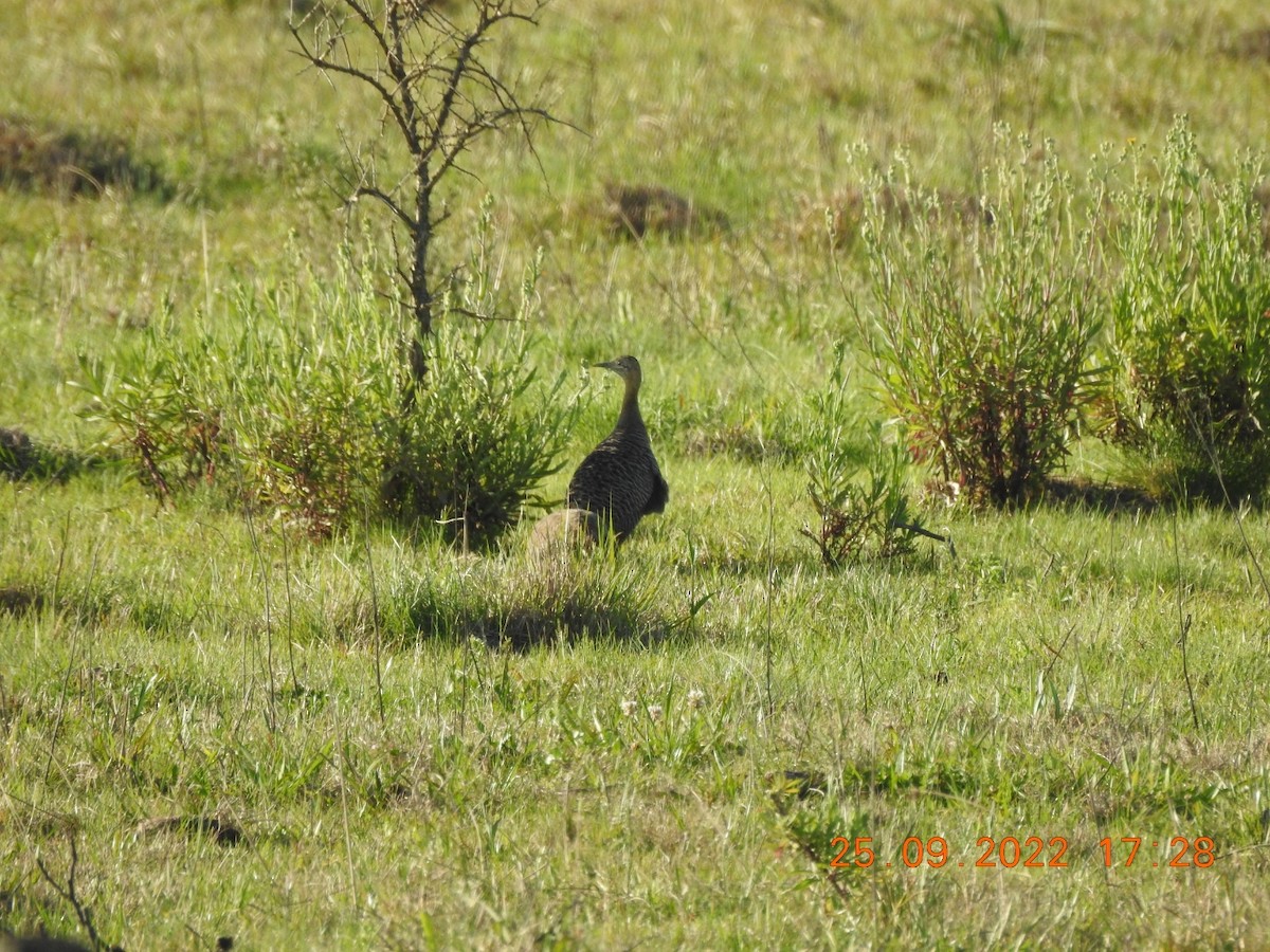 Red-winged Tinamou - Carlos Galvan