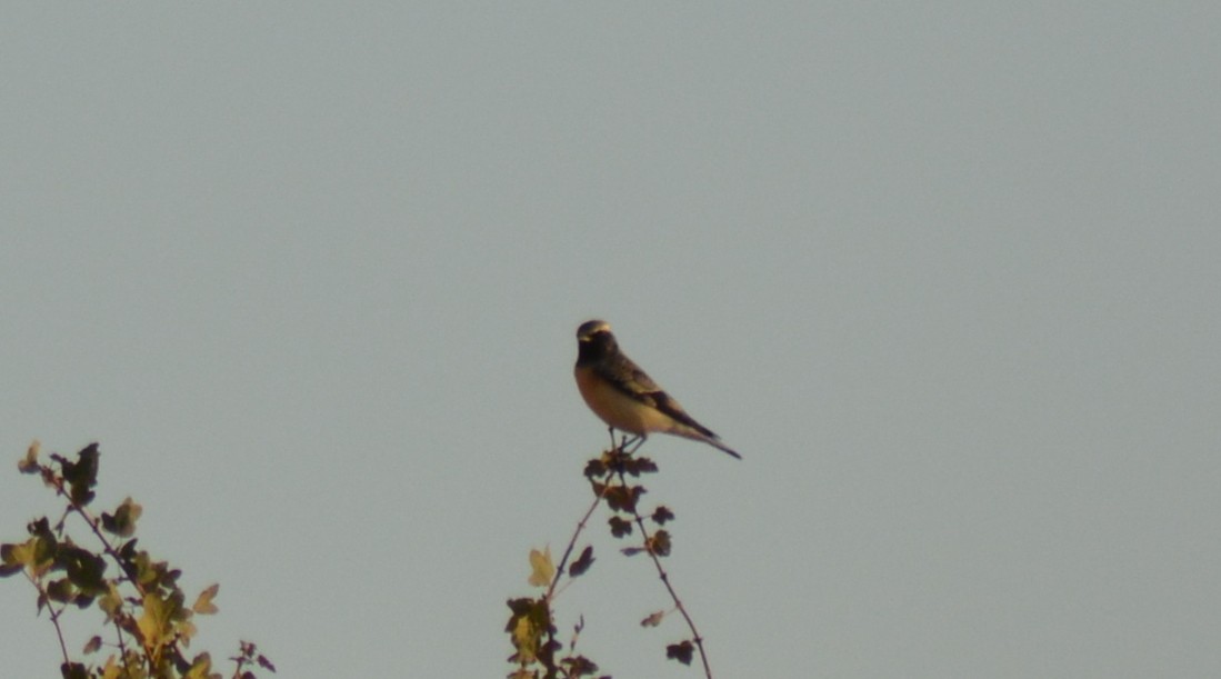 Kurdish/Persian Wheatear (Red-tailed Wheatear) - ML488008431