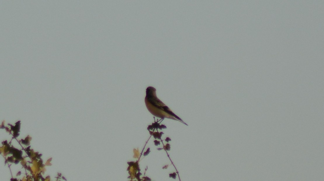 Kurdish/Persian Wheatear (Red-tailed Wheatear) - ML488008441