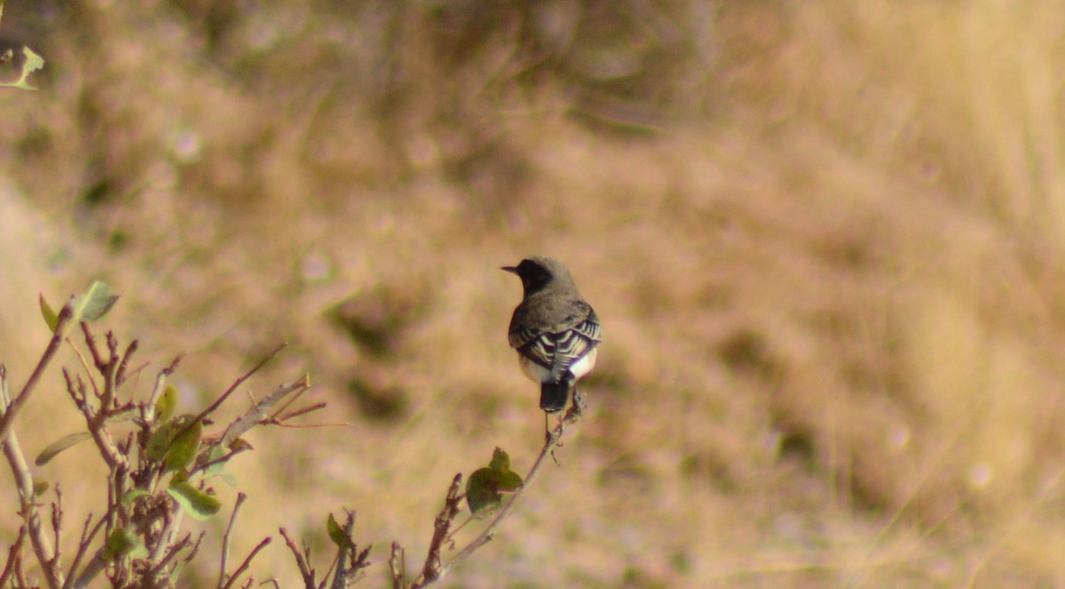 Kurdish/Persian Wheatear (Red-tailed Wheatear) - ML488008451