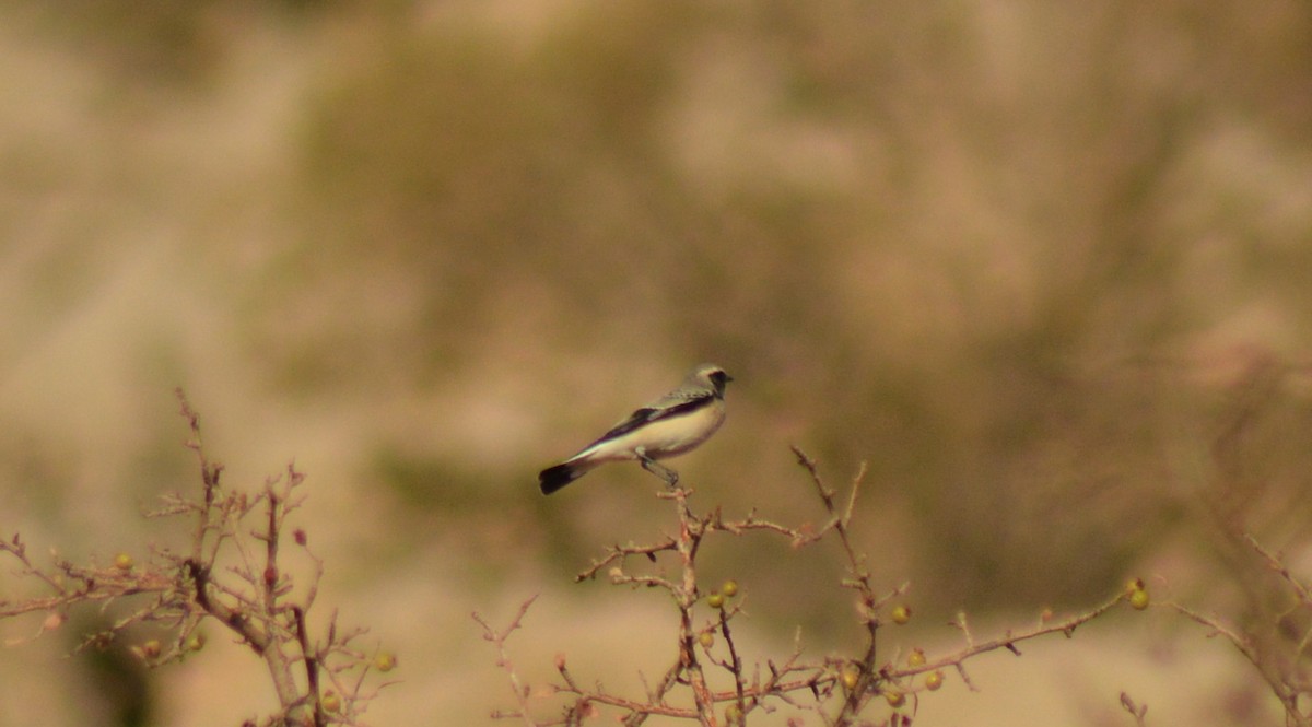 Kurdish/Persian Wheatear (Red-tailed Wheatear) - ML488008461