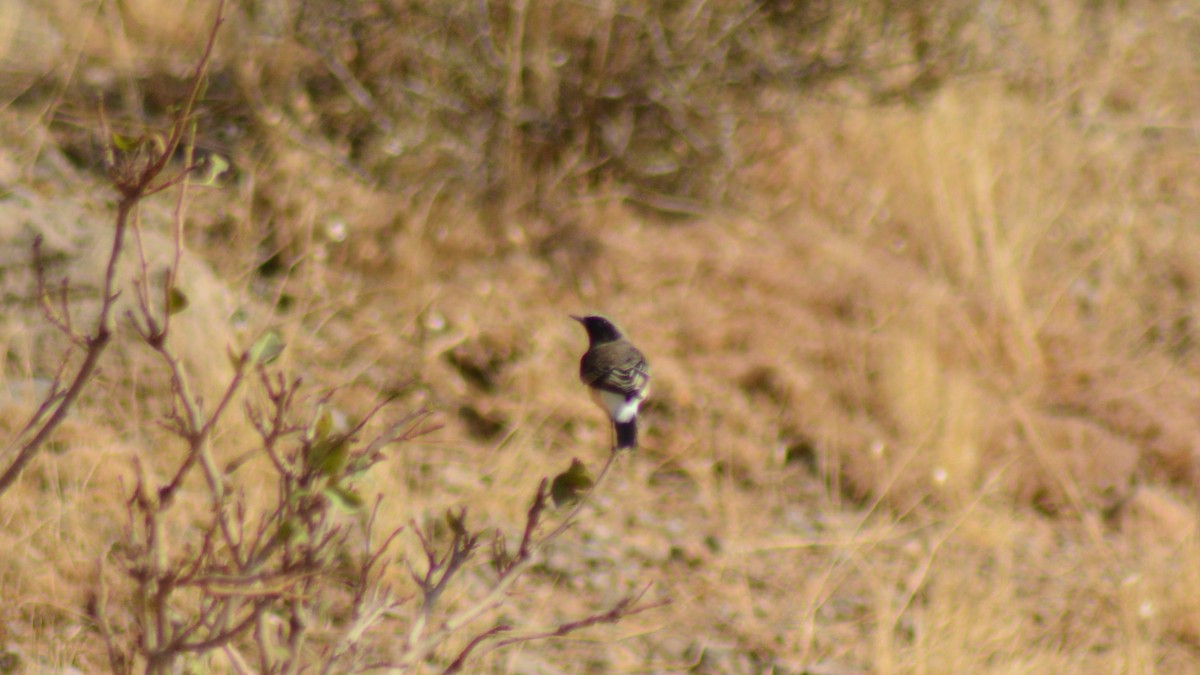 Kurdish/Persian Wheatear (Red-tailed Wheatear) - ML488008471