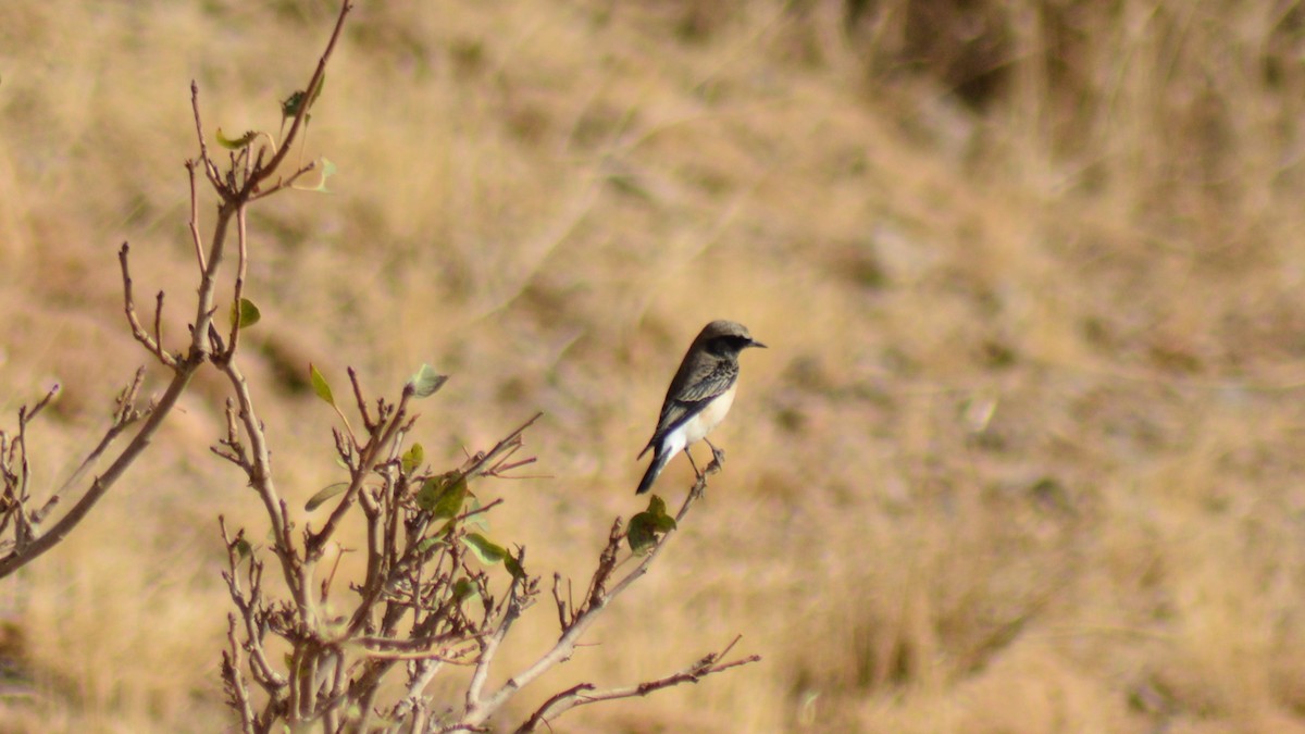 Kurdish/Persian Wheatear (Red-tailed Wheatear) - ML488008481