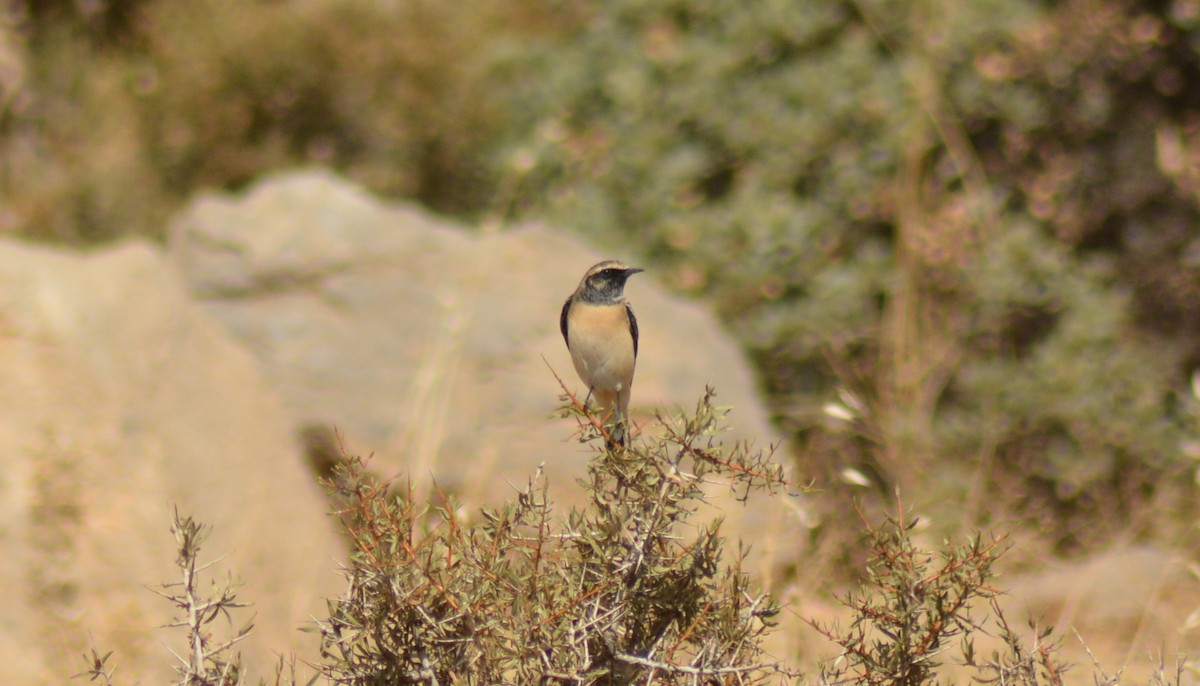 Kurdish/Persian Wheatear (Red-tailed Wheatear) - ML488008491