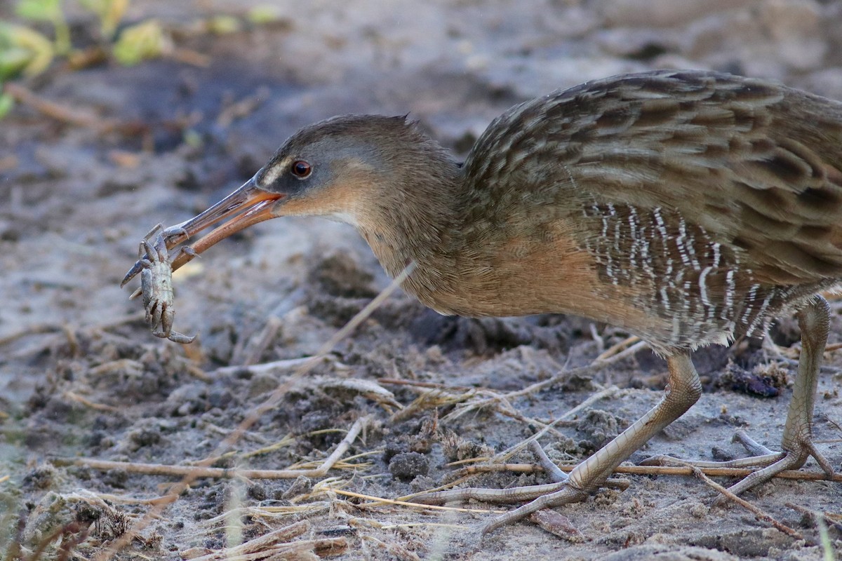 Clapper Rail - Ronald Newhouse