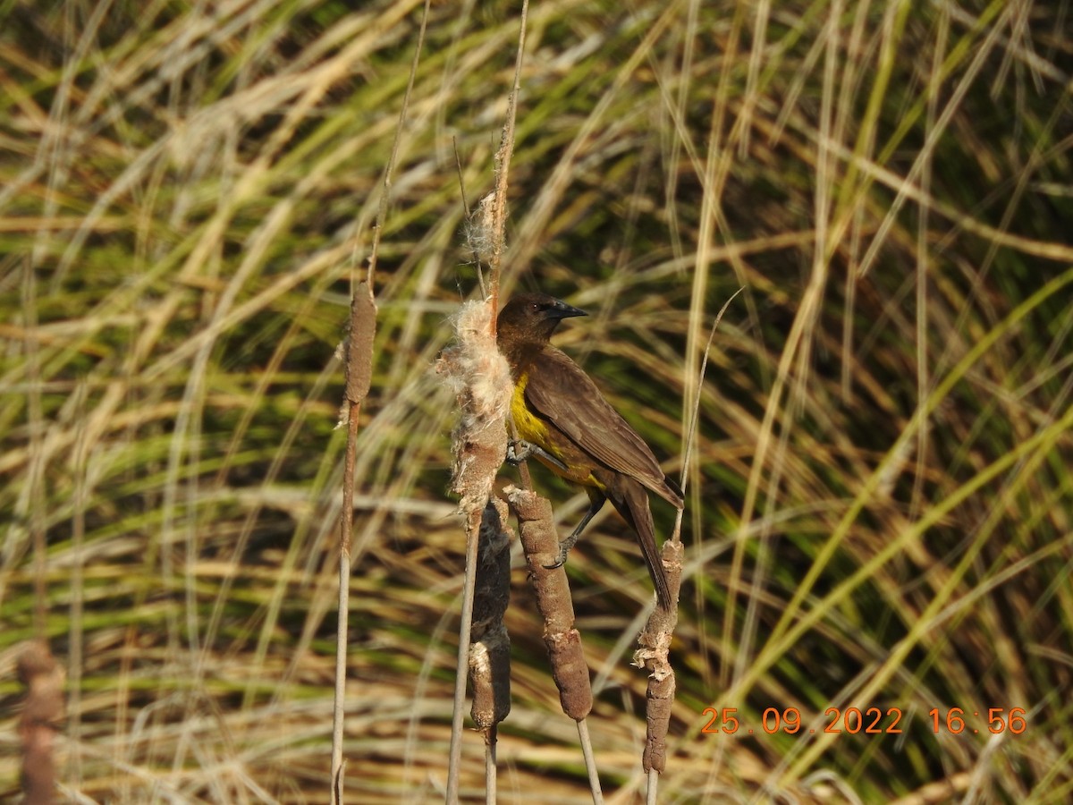 Brown-and-yellow Marshbird - Carlos Galvan