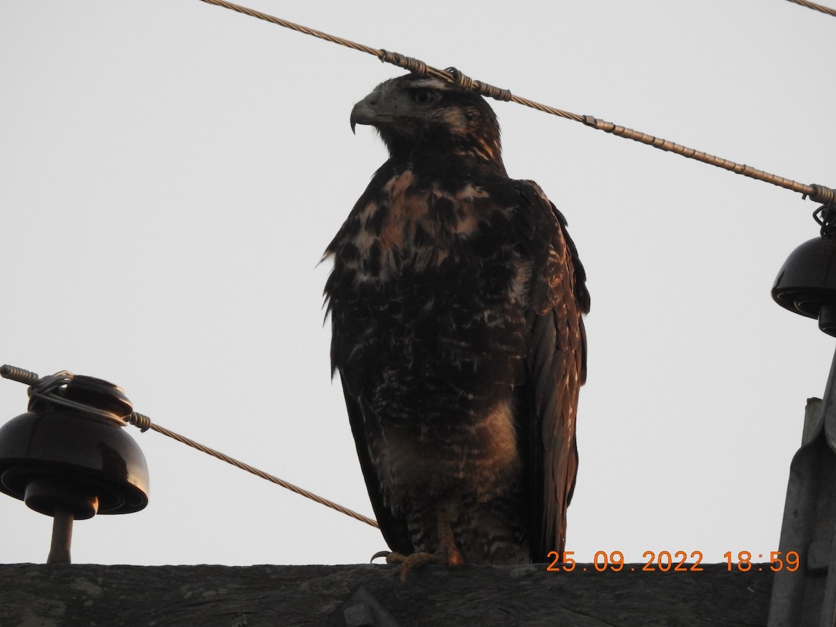 Black-chested Buzzard-Eagle - ML488008731