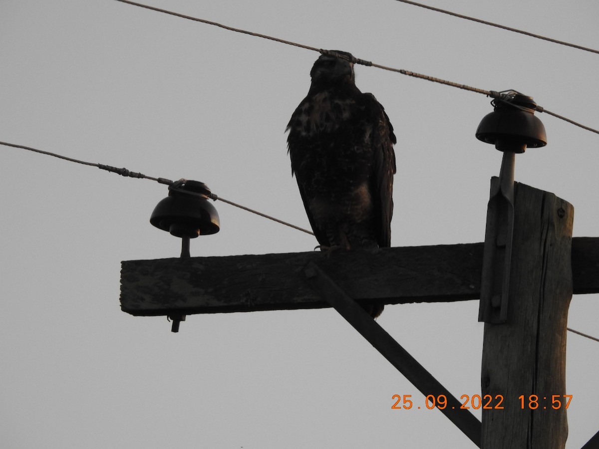 Black-chested Buzzard-Eagle - ML488008751