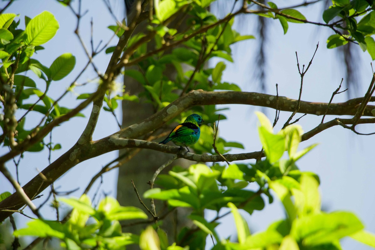 Green-headed Tanager - Joares R. Furlanetto