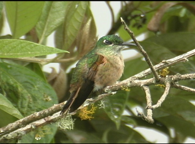 kolibřík hnědobřichý - ML488010