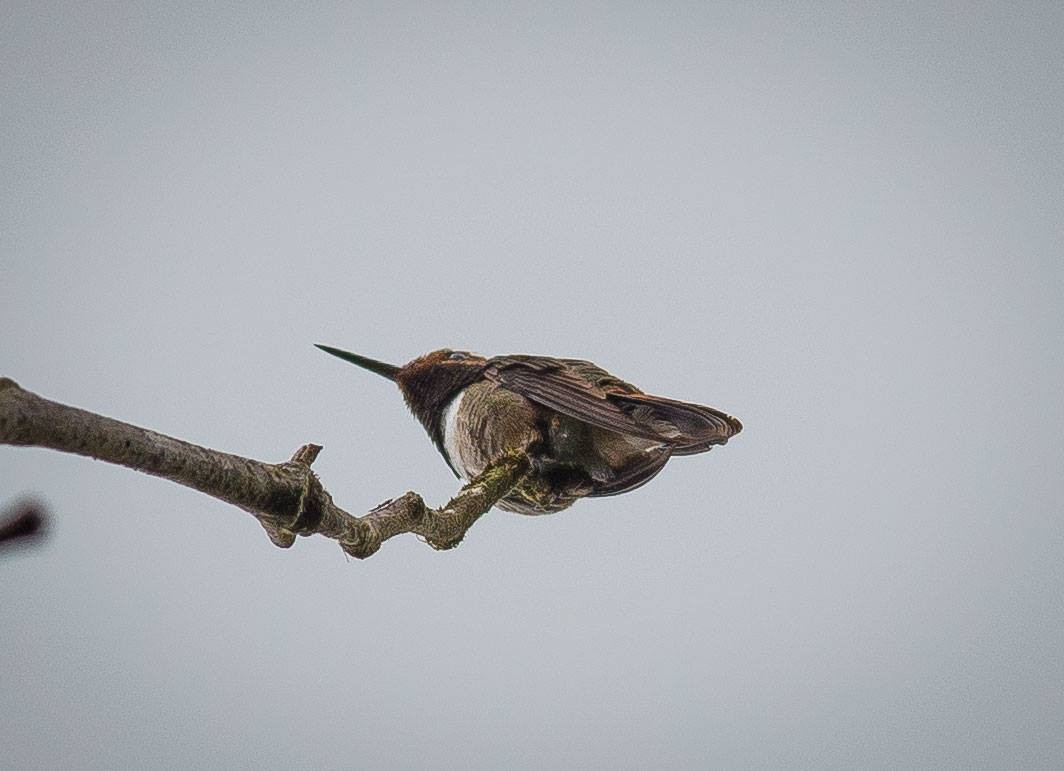 Glow-throated Hummingbird - Kees Groenendijk www.hotelheliconiapanama.com