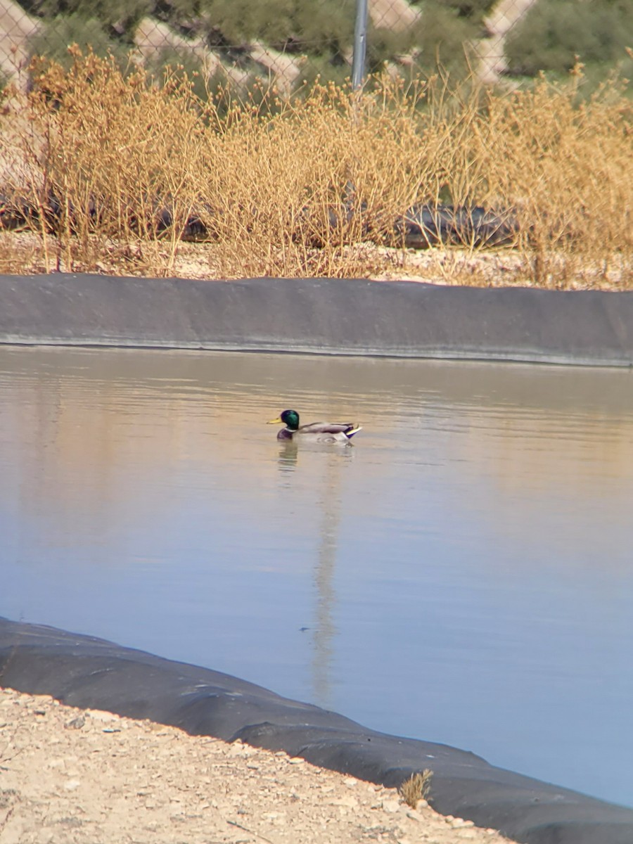 Mallard - ML488010731