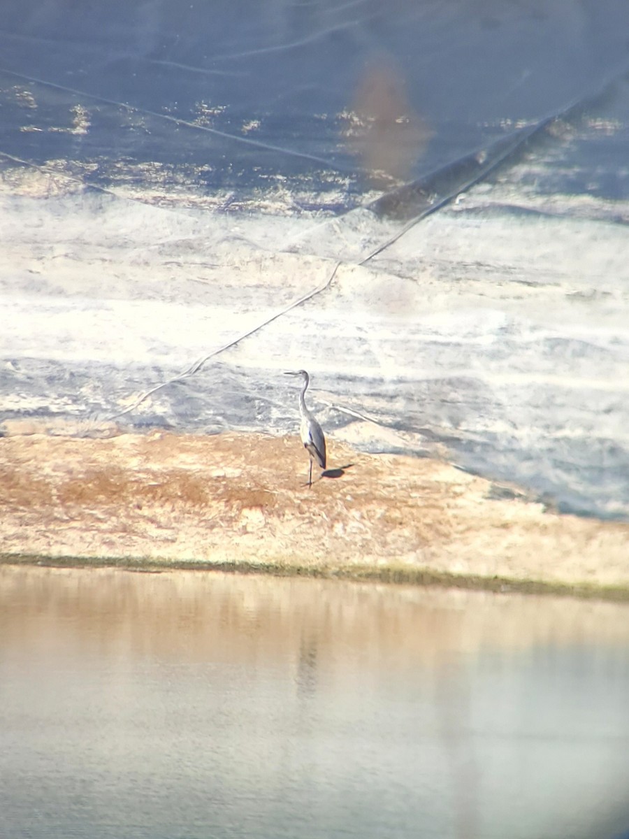 Gray Heron - ML488010831