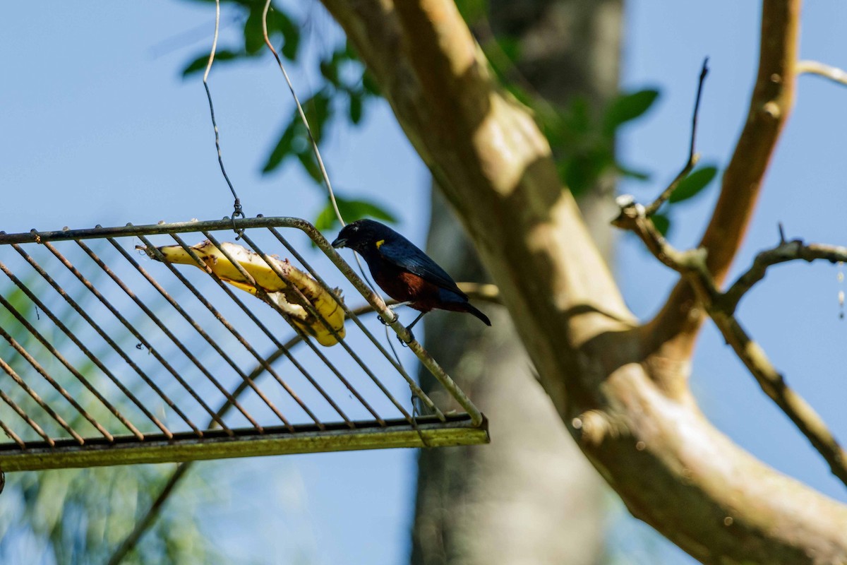 Chestnut-bellied Euphonia - Joares R. Furlanetto